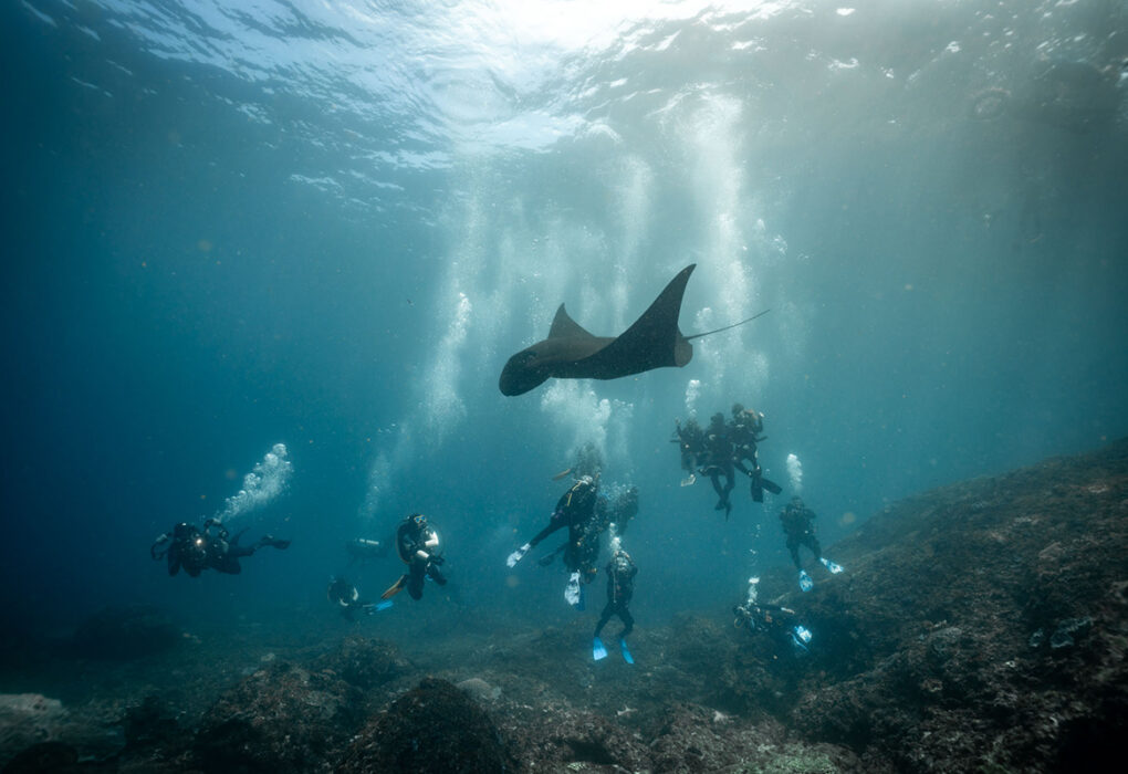 diving Manta Point