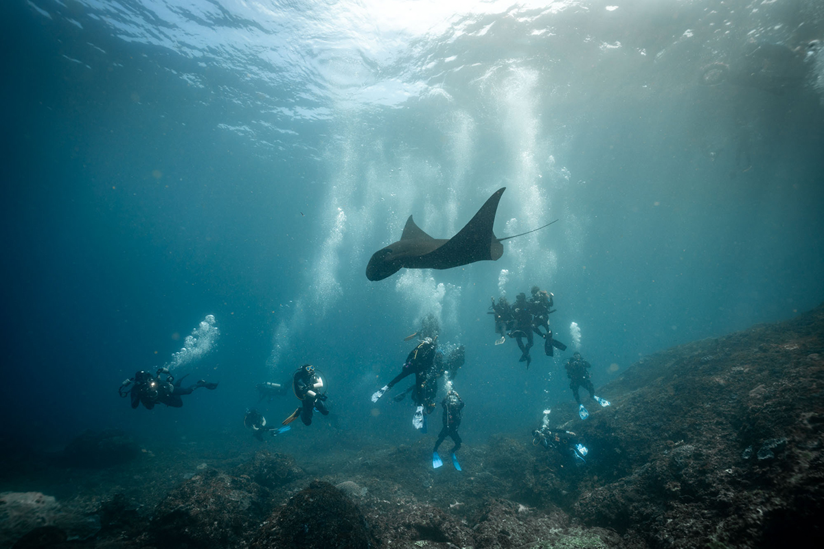 diving Manta Point