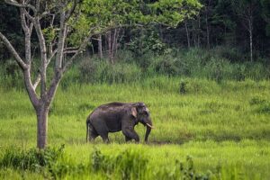 taman nasional terbaik di Indonesia